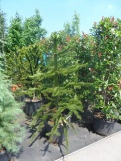 Apeboom (Araucaria Araucana) -Directplant Winkel araucaria araucana 150 175