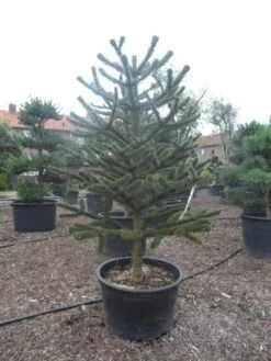 Apeboom (Araucaria Araucana) -Directplant Winkel araucaria araucana 225 250