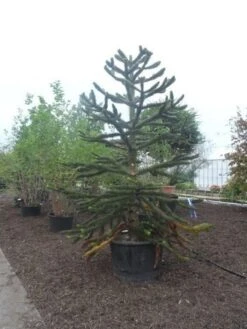 Apeboom (Araucaria Araucana) -Directplant Winkel araucaria araucana 275 300 2