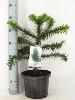 Apeboom (Araucaria Araucana) -Directplant Winkel araucaria araucana 30 40 c5 m 1