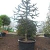Apeboom (Araucaria Araucana) -Directplant Winkel araucaria araucana 300 325
