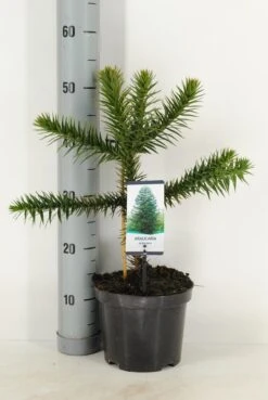 Apeboom (Araucaria Araucana) -Directplant Winkel araucaria araucana c3 m 1