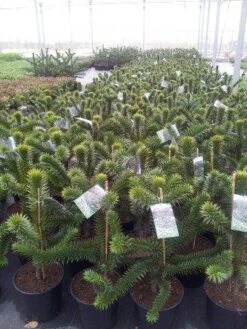 Apeboom (Araucaria Araucana) -Directplant Winkel araucaria c15
