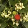 Aardbeiboom Als Struik (Arbutus Unedo) -Directplant Winkel arbutus unedo 1