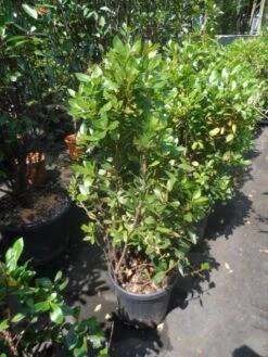 Aardbeiboom Als Struik (Arbutus Unedo) -Directplant Winkel arbutus unedo 100 125 c25 1