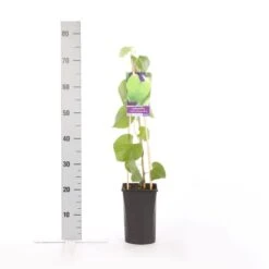 Duitse Pijp (Aristolochia Macropylla) -Directplant Winkel aristolochia durior macrophylla 1