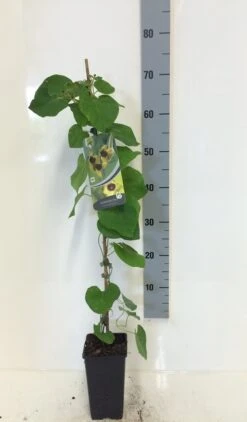 Duitse Pijp (Aristolochia Macropylla) -Directplant Winkel aristolochia macrophylla 80 100 c2 2