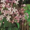 Groenblijvende Clematis (Clematis Armandii 'Hendersonii Rubra') -Directplant Winkel arm. hendersonii rubra 2