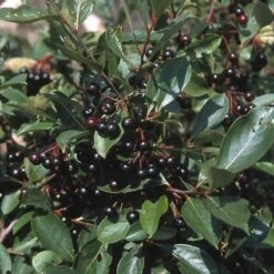 Appelbes (Aronia Melanocarpa) -Directplant Winkel armelano 20 4