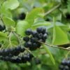 Appelbes (Aronia Melanocarpa) -Directplant Winkel aronia melanocarpa