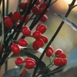 Broodboom (Aucuba Japonica 'Rozannie')