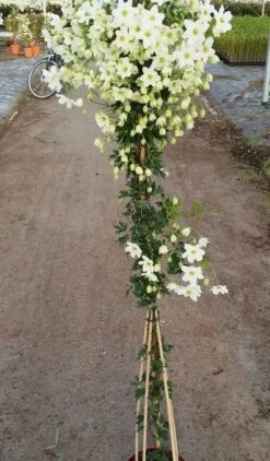 Groenblijvende Clematis (Clematis 'Avalanche') -Directplant Winkel avalanche r 180cm