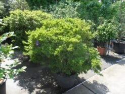 Japanse Azalea (Rhododendron 'Madame Van Hecke') -Directplant Winkel azalea japonica 125 150 c70 1