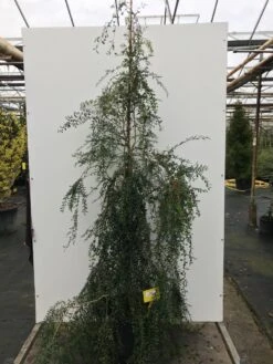 Azara (Azara Microphylla) 5 Azara (Azara Microphylla) -Directplant Winkel azara microphylla c20