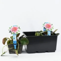 Waterlelie (Nymphaea 'Attraction') -Directplant Winkel b 17020 nymphaea attraction 3l. 20180409114708