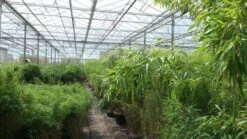 Niet Woekerende Bamboe (Fargesia Murieliae 'Jumbo') -Directplant Winkel bamboe 1 1