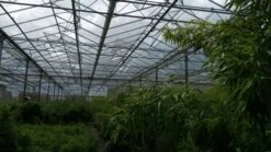 Niet Woekerende Bamboe (Fargesia 'Jiuzhaigou') -Directplant Winkel bamboe 2