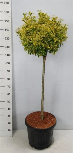 Kardinaalshoed Op Stam (Euonymus Japonicus 'Aureus') -Directplant Winkel bc88a2ba3e99a73a1f95554f396bcc6d