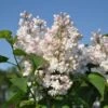 Sering (Syringa Vulgaris 'Beauty Of Moscow') -Directplant Winkel beauty of moscow