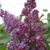 Sering (Syringa Vulgaris 'Belle De Nancy') -Directplant Winkel belle de nancy