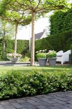 BerryBux Blauwe Bes (Vaccinium Angustifolium ’BerryBux') -Directplant Winkel berrybux heg bloei hr 4095 1