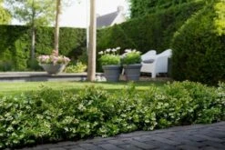 BerryBux Blauwe Bes (Vaccinium Angustifolium ’BerryBux') -Directplant Winkel berrybux heg bloei hr 4057 2