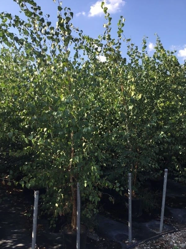 Meerstammige Berk (Betula Pendula) 4 Meerstammige Berk (Betula Pendula) - Afbeelding 2