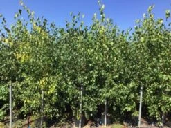 Meerstammige Berk (Betula Pendula) 8 Meerstammige Berk (Betula Pendula) -Directplant Winkel betula pendula 200 250cm meerstammig