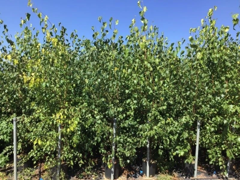 Meerstammige Berk (Betula Pendula) 5 Meerstammige Berk (Betula Pendula) - Afbeelding 3