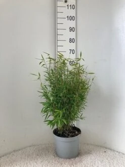 Niet Woekerende Bamboe (Fargesia Murieliae 'Bimbo') -Directplant Winkel bimbo 23