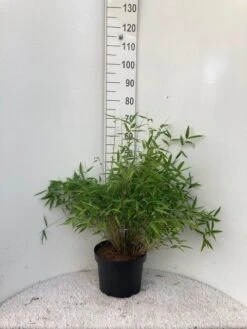 Niet Woekerende Bamboe (Fargesia Murieliae 'Bimbo') -Directplant Winkel bimbo c10 1