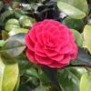 Camelia Als Leivorm (Camellia Japonica 'Black Lace') -Directplant Winkel blacklace 1