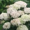 Hortensia (Hydrangea 'BellaRagazza Blanchetta') -Directplant Winkel blanchettadwergannabelle 1