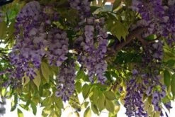 Blauwe Regen (Wisteria Sinensis 'Prolific') -Directplant Winkel blauweregen 2