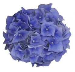Hortensia Blue Ballad (Hydrangea 'Music Collection') 11 Hortensia Blue Ballad (Hydrangea 'Music Collection') -Directplant Winkel blue ballad 1