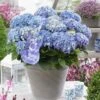 Hortensia Blue Ballad (Hydrangea 'Music Collection') -Directplant Winkel blue ballad 4 1
