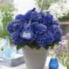 Hortensia Blue Boogiewoogie (Hydrangea 'Music Collection') -Directplant Winkel blue boogiewoogie 2 3 1