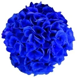 Hortensia Blue Boogiewoogie (Hydrangea 'Music Collection') -Directplant Winkel blue boogiewoogie 2 4 2