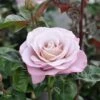 Grootbloemige Roos (Rosa 'Blue Girl') -Directplant Winkel blue girl