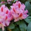 Rhododendron (Rhododendron 'Furnivall's Daughter') -Directplant Winkel blwa00017 2