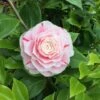 Camelia Als Leivorm (Camellia Japonica 'Bonomiana') -Directplant Winkel bonomiana 1