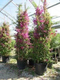 Bougainvillea Als Struik (Bougainvillea Glabra) -Directplant Winkel bougainvillea glabra