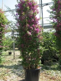 Bougainvillea Als Struik (Bougainvillea Glabra) -Directplant Winkel bougainvillea glabra 2