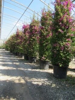 Bougainvillea Als Struik (Bougainvillea Glabra) -Directplant Winkel bougainvillea glabra 3
