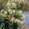 BerryBux Blauwe Bes (Vaccinium Angustifolium ’BerryBux') -Directplant Winkel brazelberries bl ten april 2016 50 3