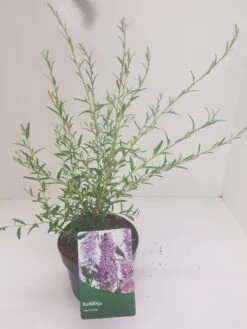 Vlinderstruik (Buddleja Alternifolia) -Directplant Winkel budd alternifolia 1