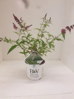Vlinderstruik (Buddleja 'Miss Ruby') -Directplant Winkel budd miss ruby