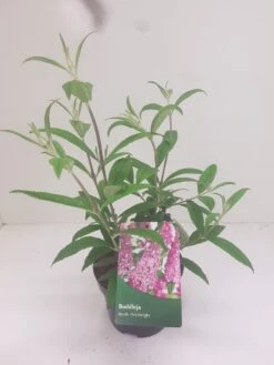 Vlinderstruik (Buddleja Davidii 'Pink Delight') -Directplant Winkel budd pink delight 1