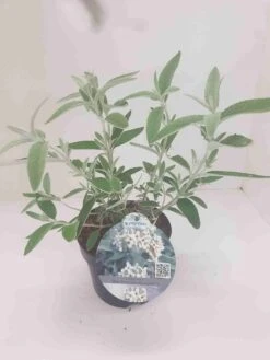 Vlinderstruik (Buddleja 'Silver Anniversary') -Directplant Winkel budd silver annieversary 1