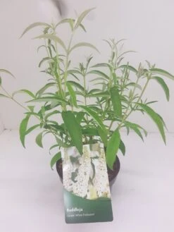 Vlinderstruik (Buddleja Davidii 'White Profusion') -Directplant Winkel budd white profusion 3